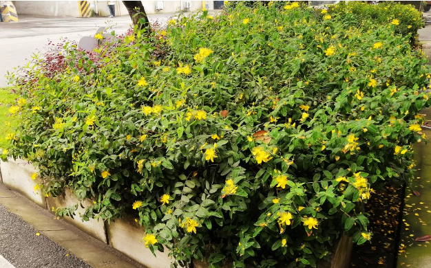 1621559232690401.png image.png