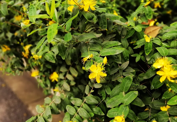 1621559255684635.png image.png