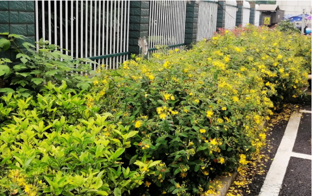 1621559333282116.png image.png