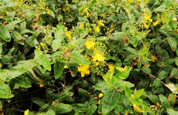 1621559356926431.png image.png